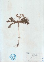 藏品(羞禮花)的圖片