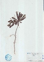 藏品(羞禮花)的圖片