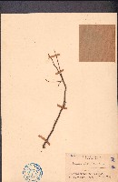 藏品(楊桃)的圖片