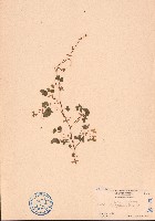 藏品(酢漿草)的圖片