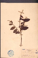 藏品(海南閉花木)的圖片