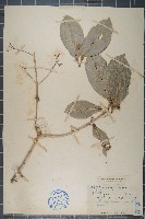 藏品(降真香)的圖片