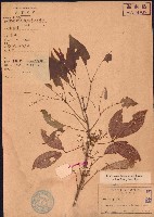 藏品(三腳虌)的圖片