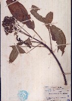 藏品(牛紏吳萸、茶辣樹)的圖片