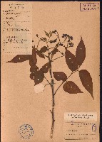 藏品(大管、白木)的圖片