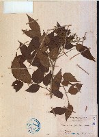 藏品(大管、白木)的圖片