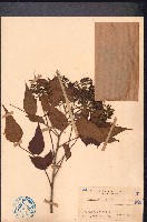 藏品(大管、白木)的圖片