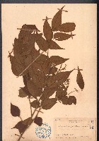 藏品(大管、白木)的圖片