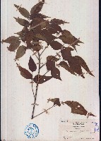 藏品(大管、白木)的圖片