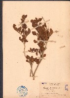 藏品(千里香)的圖片