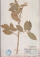 藏品(單葉藤橘、狗屎橘)的圖片