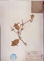 藏品(單葉藤橘、狗屎橘)的圖片