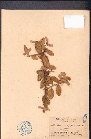 藏品(酒餅簕)的圖片