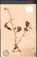 藏品(飛龍掌血)的圖片