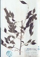 藏品(藤花椒、花椒簕)的圖片