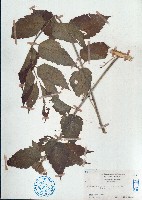 藏品(鴉膽子)的圖片