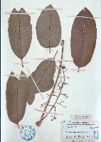 藏品(蘭嶼樹蘭)的圖片