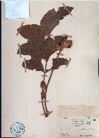 藏品(穗花樹蘭、山楝)的圖片