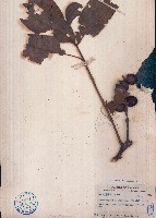 藏品(穗花樹蘭)的圖片