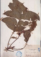 藏品(穗花樹蘭、山楝)的圖片