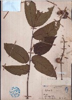 藏品(穗花樹蘭、山楝)的圖片