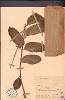 藏品(穗花樹蘭、山楝)的圖片