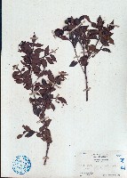 藏品(牛筋果)的圖片