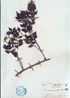 藏品(牛筋果)的圖片