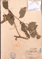 藏品(杯萼樫木)的圖片