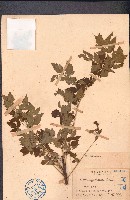 藏品(楝)的圖片