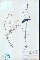 藏品(艾堇)的圖片