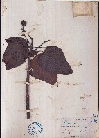 藏品(千年桐、木油桐)的圖片