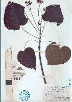 藏品(千年桐、木油桐)的圖片