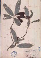 藏品(山地五月茶)的圖片