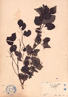 藏品(黑面神、鍋蓋木)的圖片