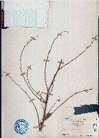 藏品(黑面神、鍋蓋木)的圖片