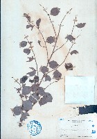 藏品(黑面神、鍋蓋木)的圖片