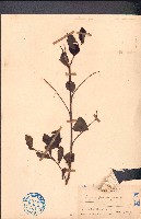 藏品(黑面神、鍋蓋木)的圖片