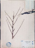 藏品(黑面神、鍋蓋木)的圖片