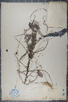 藏品(黑面神、鍋蓋木)的圖片