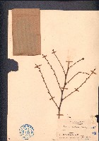 藏品(黑面神、鍋蓋木)的圖片