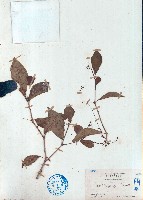 藏品(留萼木)的圖片