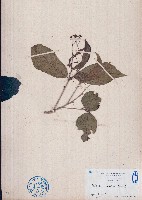 藏品(留萼木)的圖片