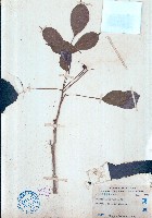 藏品(茄苳)的圖片