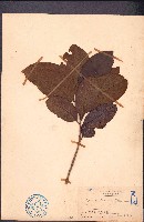 藏品(銀柴、大沙葉)的圖片