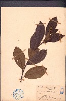 藏品(銀柴、大沙葉)的圖片