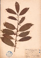 藏品(銀柴、大沙葉)的圖片