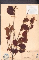 藏品(土蜜藤)的圖片