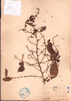 藏品(土蜜藤)的圖片