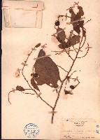 藏品(土蜜藤)的圖片